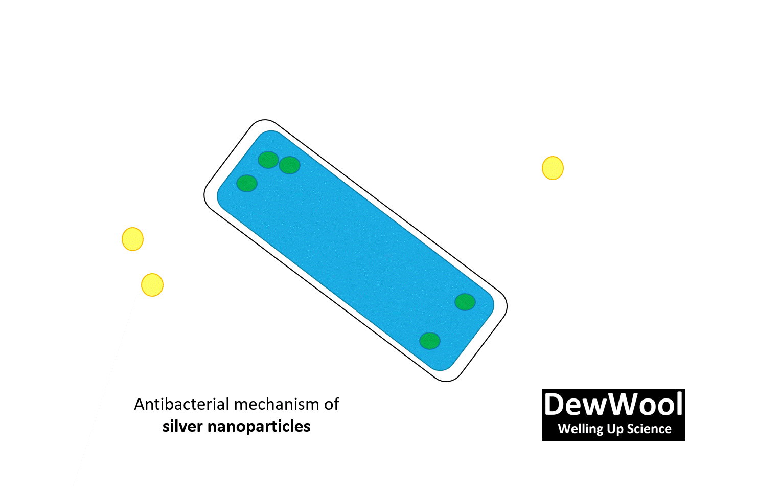 Dewwool Answer Silver_nanoparticle_antimicrobial_action | DewWool