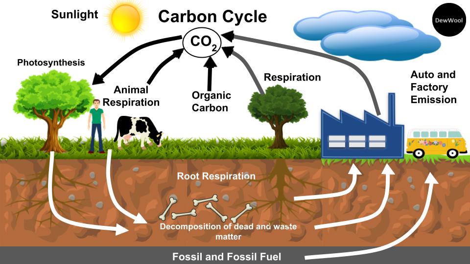 Carbon Cycle definition explanation diagram DewWool