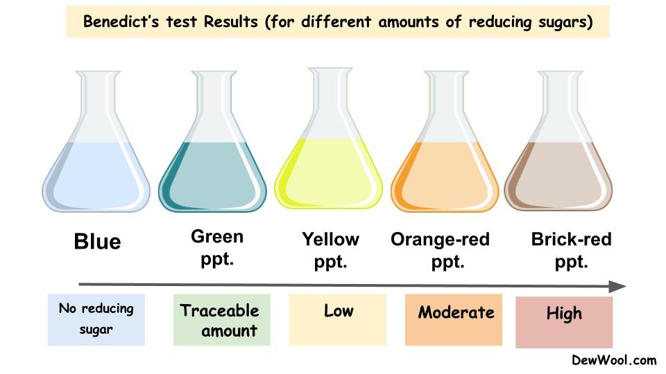 Benedict's Test - Principle, Procedure, And Uses - DewWool