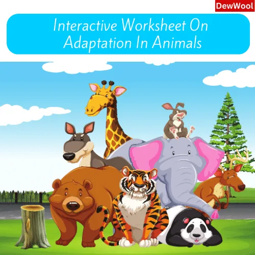 Dewwool Answer Adaptation In Animals | DewWool